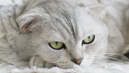 DB视讯百家乐🏀CUBAL-吴泽昊25+5 王禹丁17分 上海交大胜太原理工进8强