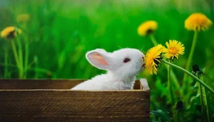 张之臻止步印第安维尔斯大师赛首轮